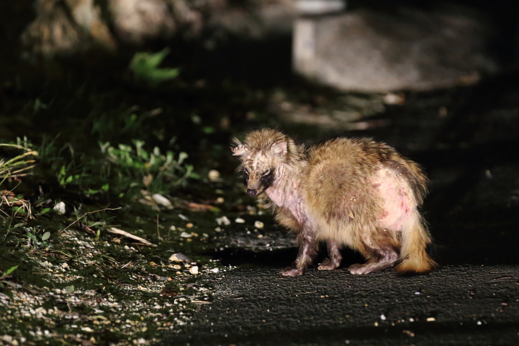 かわいそうだったタヌキ