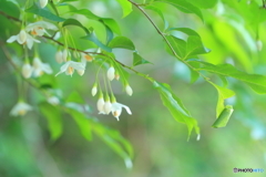 エゴノキの花の片隅に