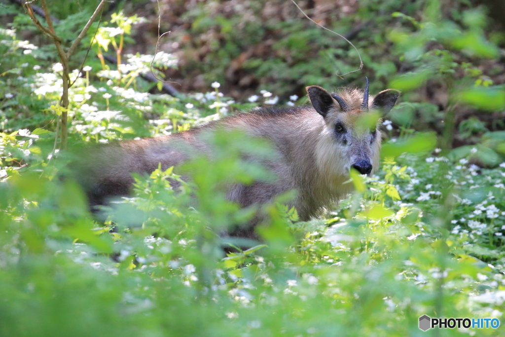 ニリンソウの咲く谷で