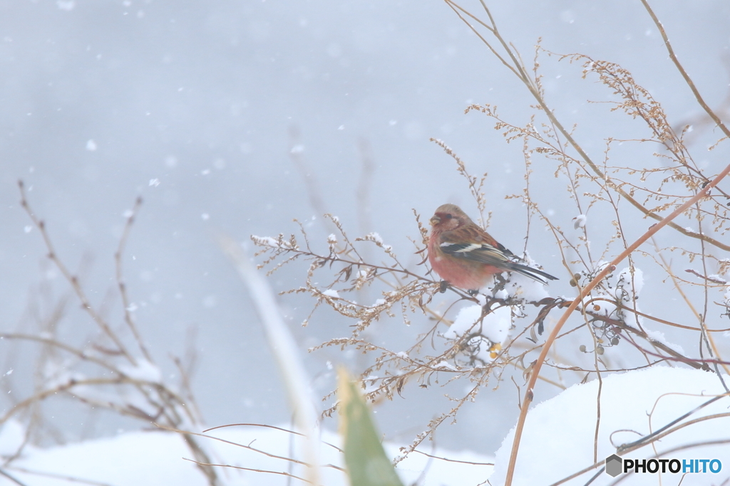 雪の降る日のベニマシコ