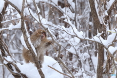 雪まみれになって