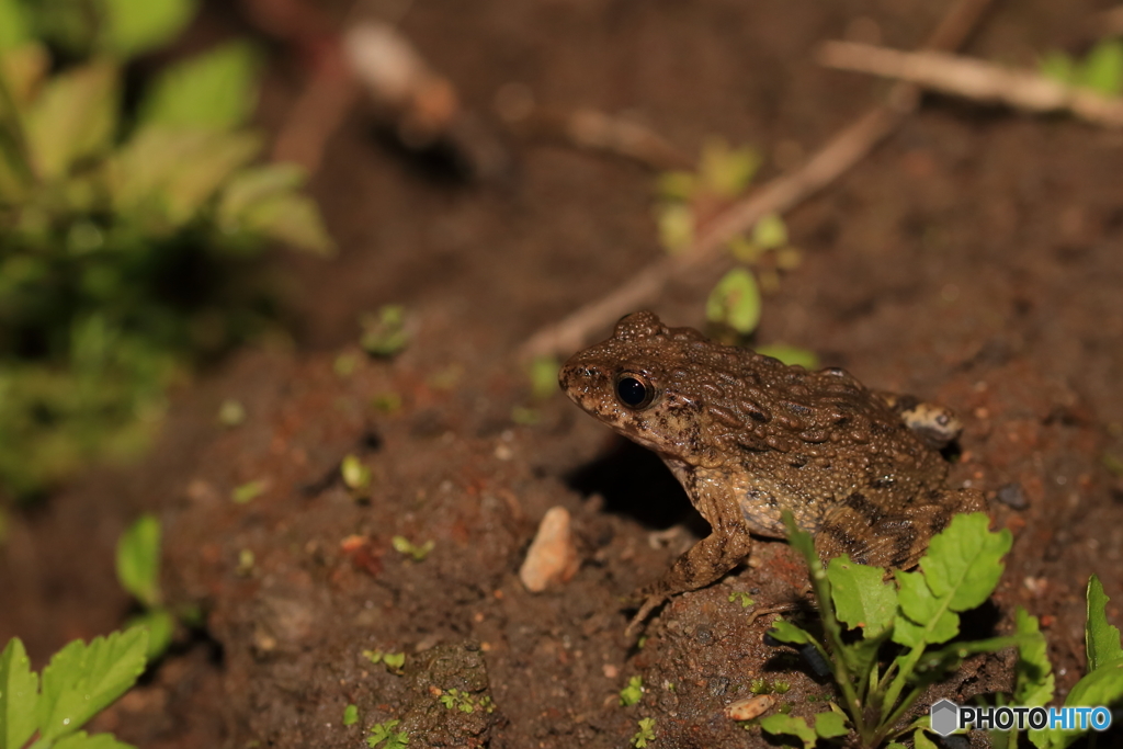 イボガエルと呼ばれて By Nikkouiwana Id 写真共有サイト Photohito