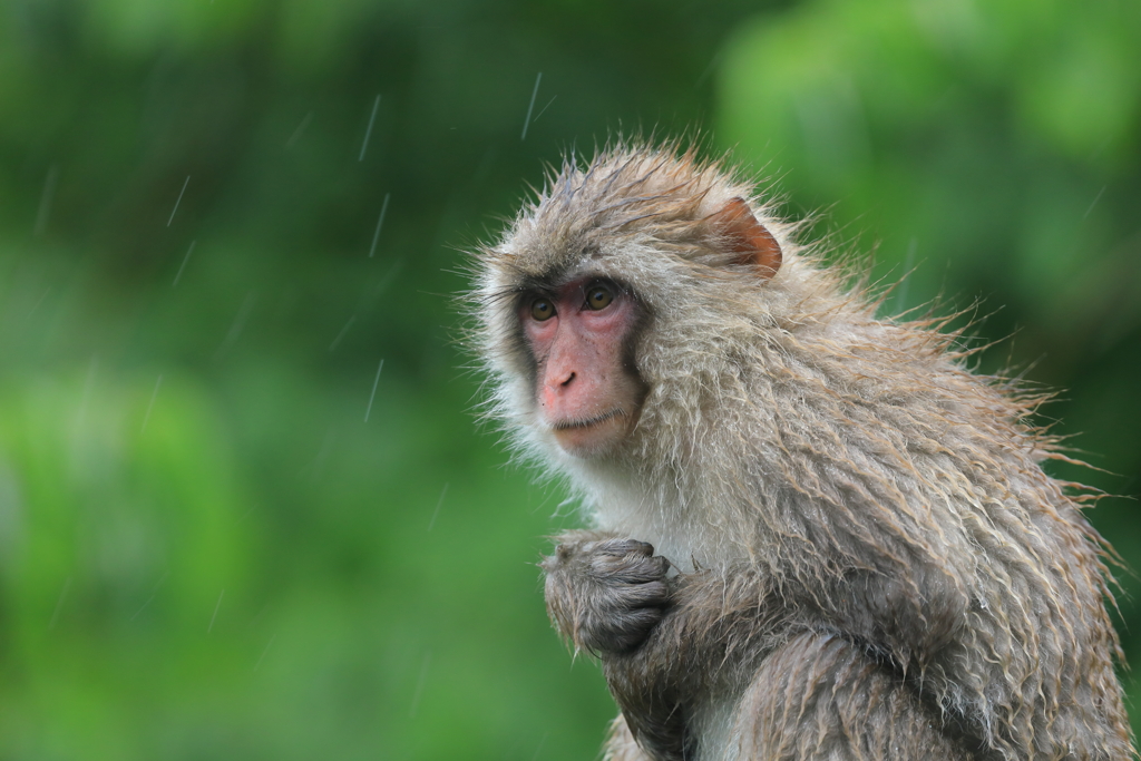 雨に濡れても