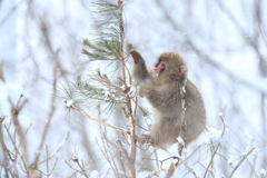 マツの葉っぱ食べてます。
