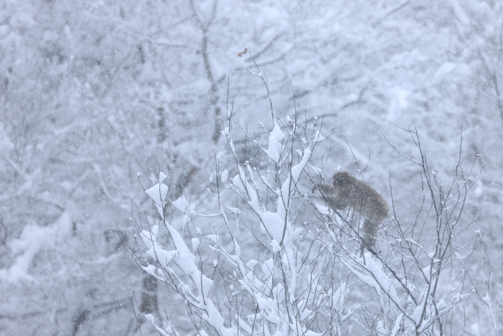 雪の中を生きる