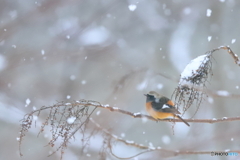 ジョウビタキ君、雪を見つめて