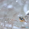 ジョウビタキ君、雪を見つめて