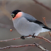 ウソ