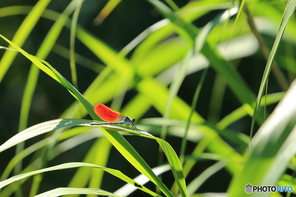 初夏の陽射しに輝いて