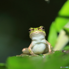 ちょっとドヤ顔？