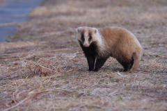 アナグマ君もお目覚め