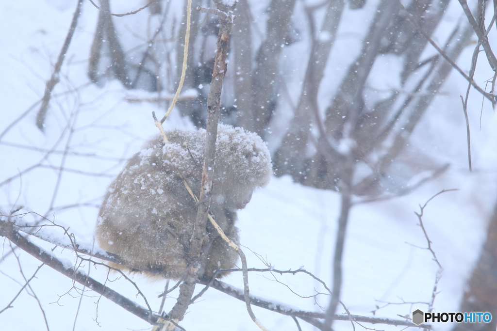 親子に降る雪
