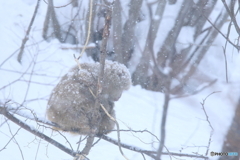 親子に降る雪