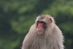 梅雨入り宣言