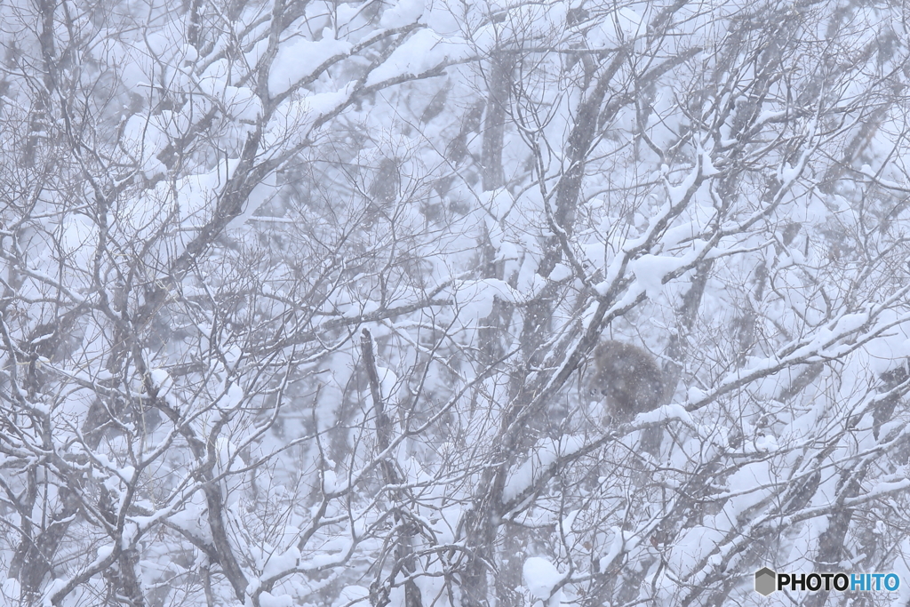 雪の中で生きていく