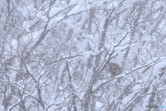 雪の中で生きていく