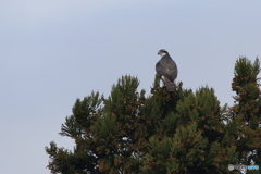 蕪栗沼の鳥たち　オオタカ