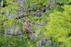 フジの花咲く季節に