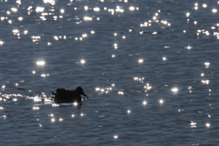 星屑を浮かべた湖で