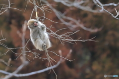 未だ木の皮食べてます。