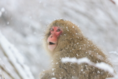 こんな雪の日でも