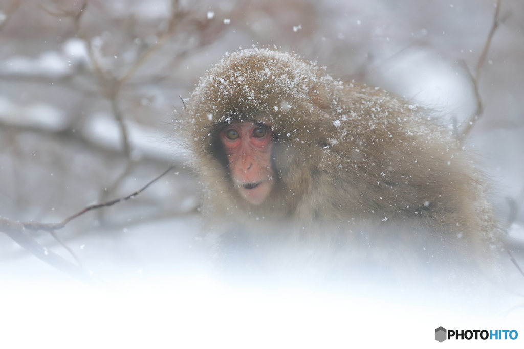 降りやまぬ雪の中で
