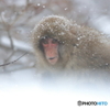 降りやまぬ雪の中で