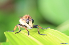 案外かわいい^^