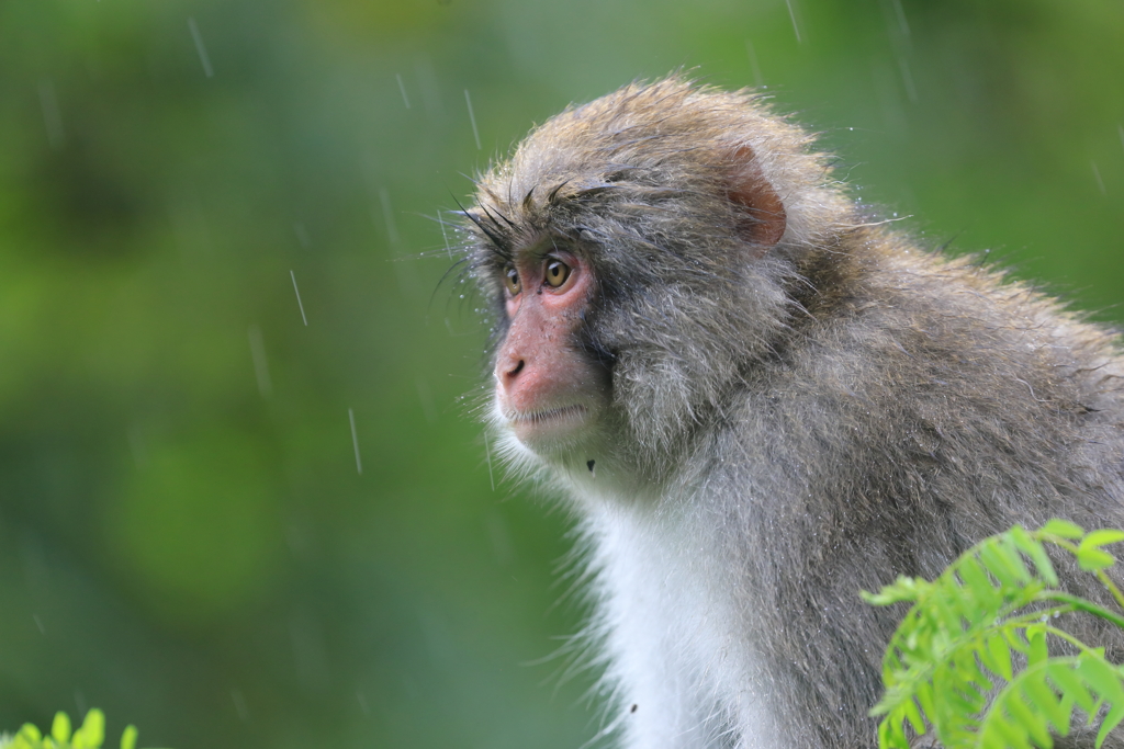 晩夏の雨の降る森で