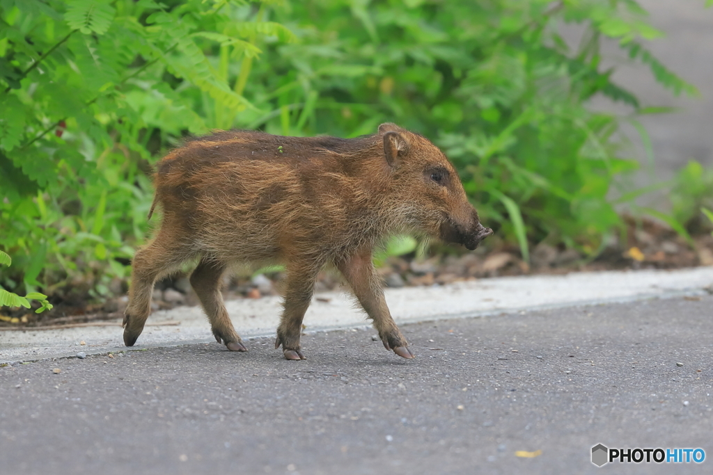 ウリ坊との出会い By Nikkouiwana Id 写真共有サイト Photohito