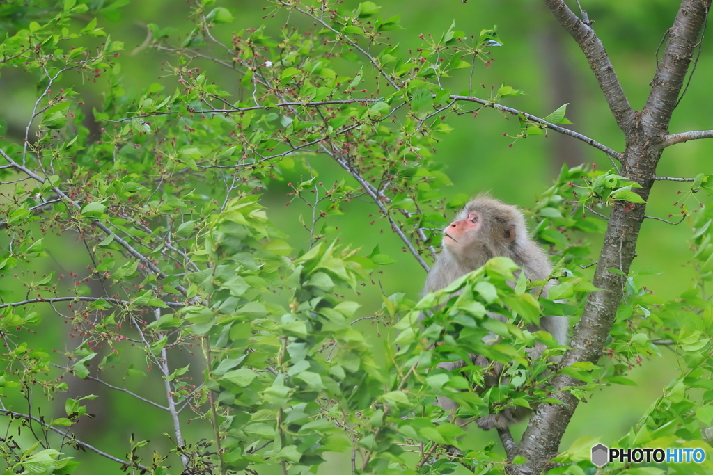 最後の一輪を見つめて