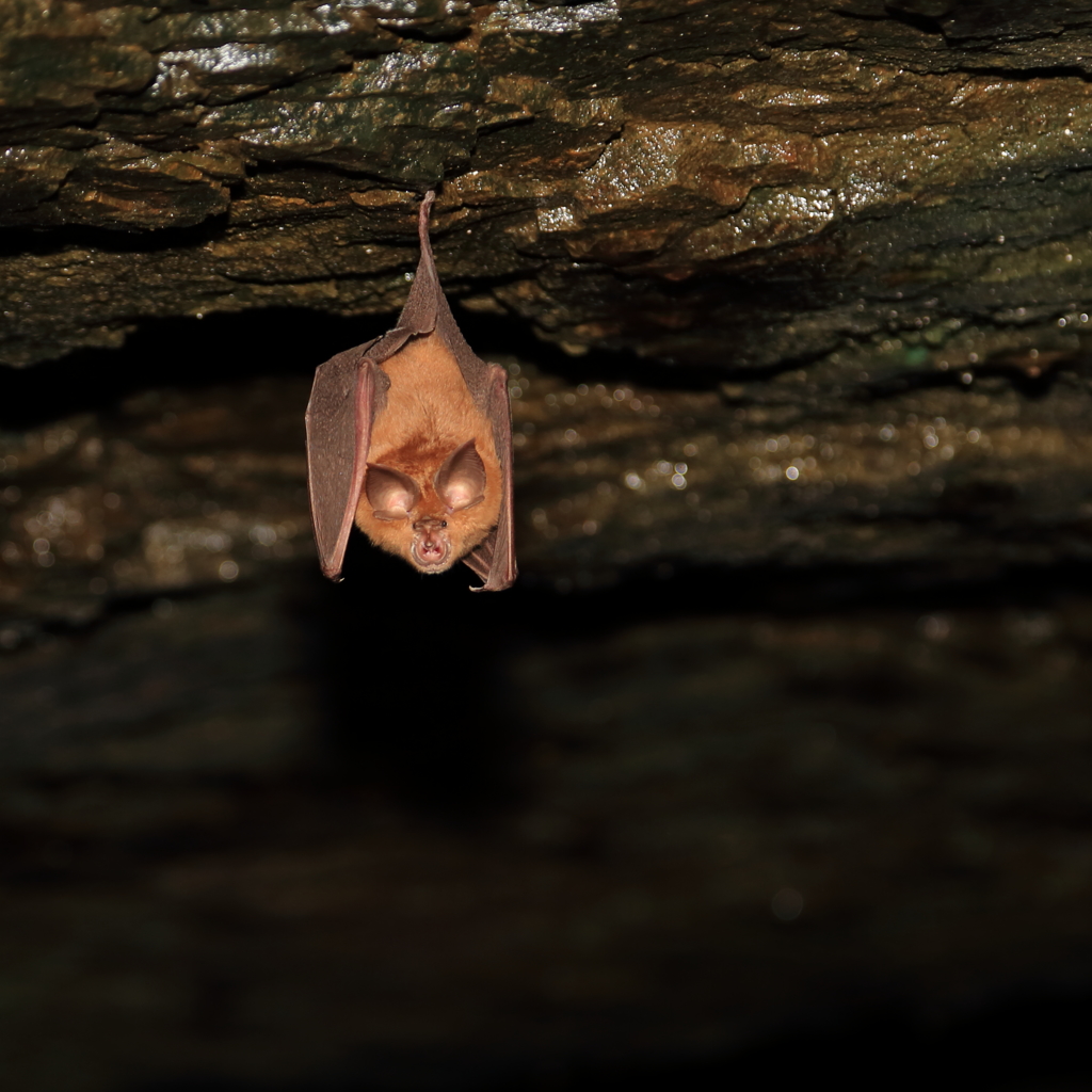 洞窟の住人2