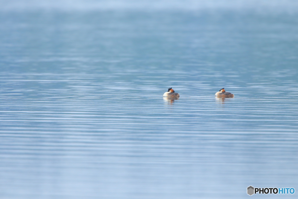 カンムリカイツブリの湖