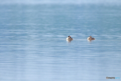 カンムリカイツブリの湖