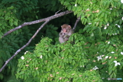 ヤマボウシの木の上で