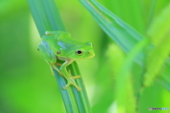 緑の中で