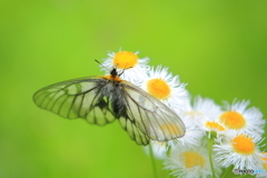 透明な翅の蝶
