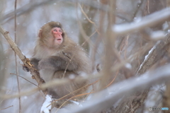 今日も雪だねぇ