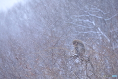 雪の降りしきる森で