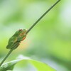 雨降る森でモリアオガエル