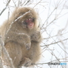 雪降る森で木の皮を齧る