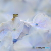 紫陽花の上からこんにちは！　2022