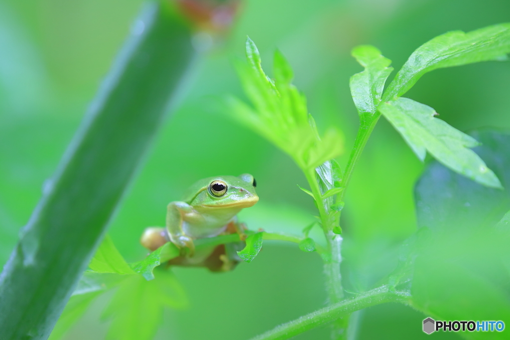 シュレーゲル君も雨の中で