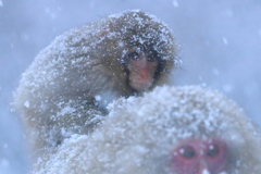 雪国に生きるということ