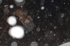 雪降る夜に