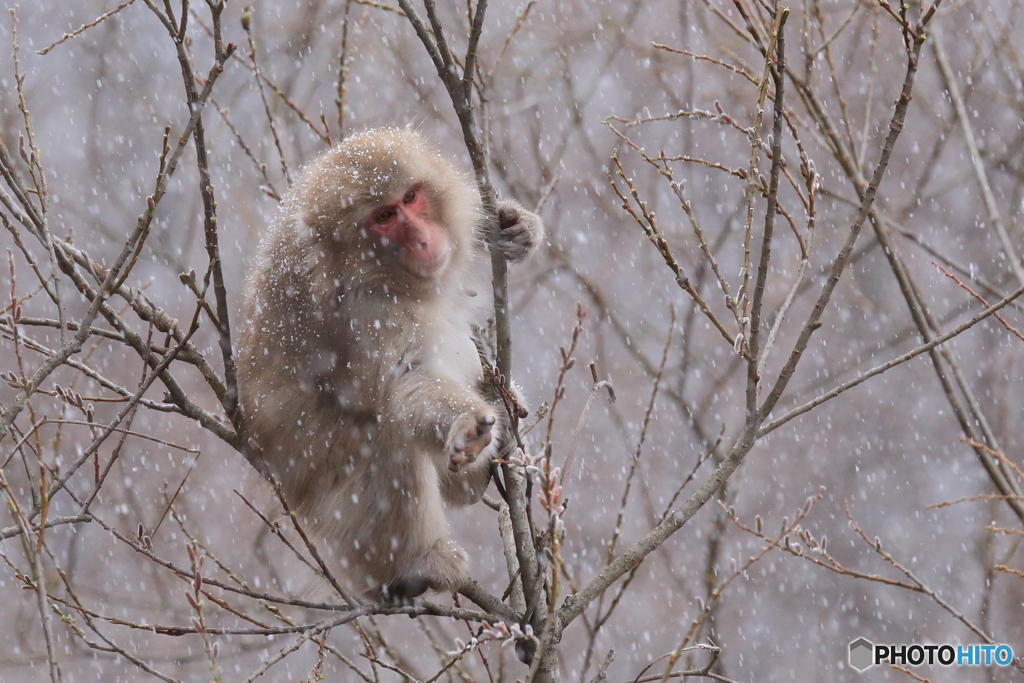 名残りの雪の降る中で