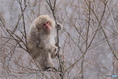 名残りの雪の降る中で