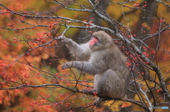 秋の実り