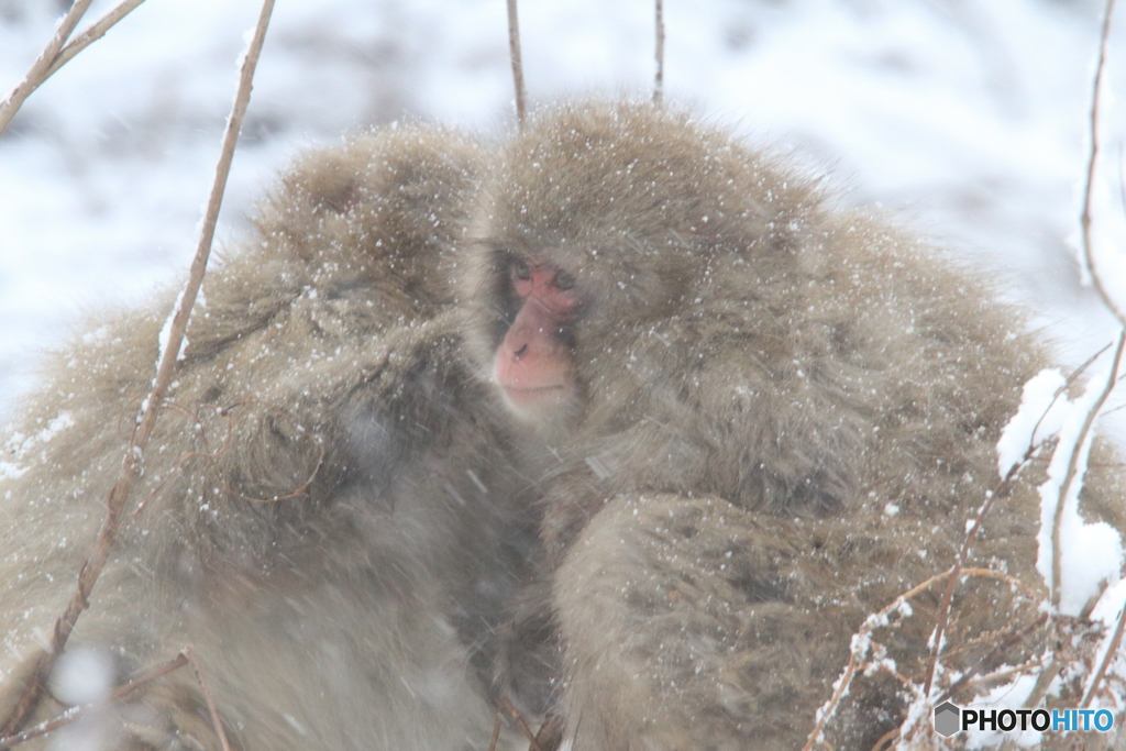 吹雪の中の2人