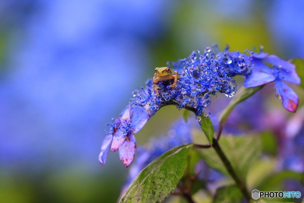 紫陽花の上からこんにちは！　2019